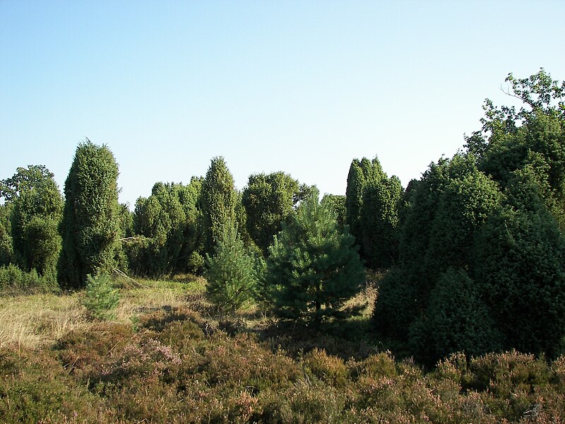 File:Lüneburger Heide 018.jpg