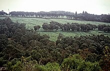 Luponde tea farm LUPONDE tea farm Tanzania.jpg