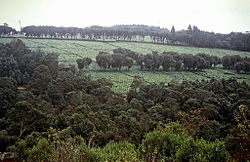 Luponde tea farm