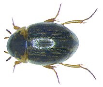 Laccobius bipunctatus.