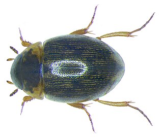 <span class="mw-page-title-main">Laccobiini</span> Tribe of beetles