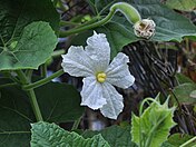 Lagenaria siceraria Flor de calabaza de botella.jpg