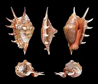 <i>Lambis lambis</i> species of mollusc