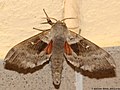 Laothoe populi (Linnaeus, 1758)