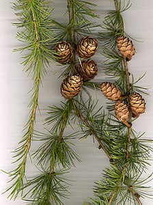 Larix decidua0.jpg