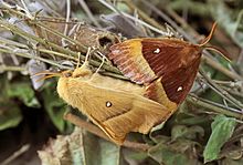 Mating Lasiocampa quercus mating.jpg