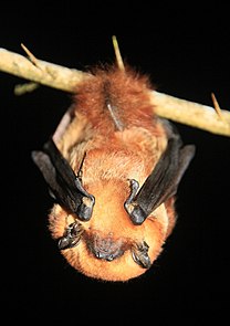 Cinnamon red bat Species of bat
