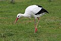 * Nomination White stork in Le PAL. --Chabe01 21:32, 8 March 2017 (UTC) * Decline  Oppose Not very sharp and a lot of CAs --Llez 12:03, 9 March 2017 (UTC)