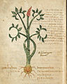 Pseudo-Apuleius Leiden, 6. Jahrhundert