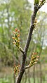 Leitneria floridana (Florida Corkwood) (34601392235).jpg