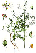 Lepidium graminifolium Sturm22.jpg