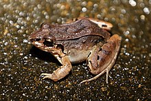 Leptodactylus poecilochilus.jpg