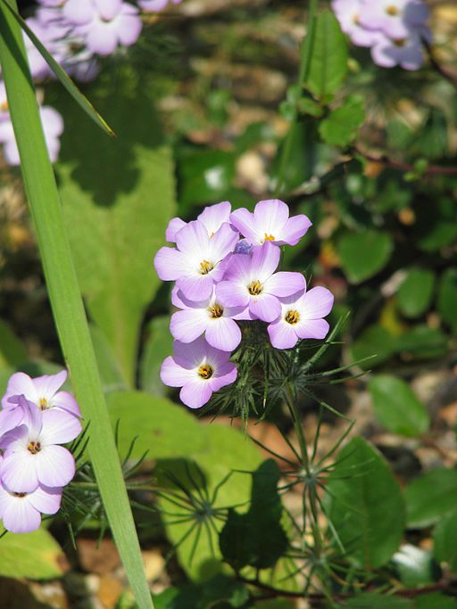 Leptosiphon grandiflorus (9344382024)