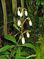 Lilium martagon buds