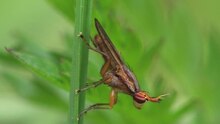 Soubor: Limnia unguicornis (Wollenberg) .ogv