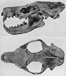 Carnivorous mammals from the middle Eocene Washakie Formation, Wyoming,  USA, and their diversity trajectory in a post-warming world, Journal of  Paleontology