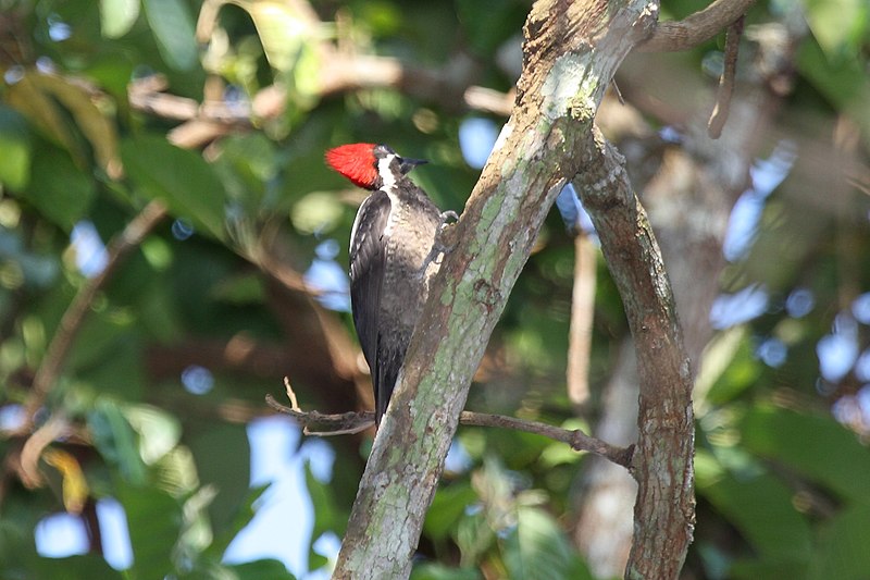 File:Lineated Woodpecker (Dryocopus lineatus) (4504910009) (2).jpg