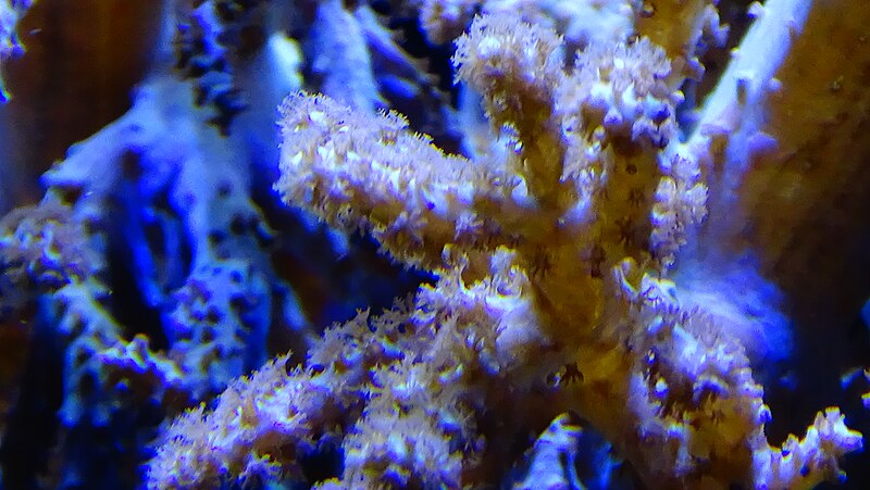 File:Litophyton arboreum - corail brocoli - Aquarium Porte Doree 03.JPG