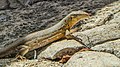 Lizard in Christoffel Park (31057197522).jpg
