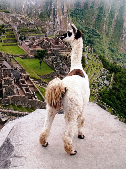 A llama overlooking Machu Picchu