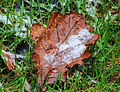 * Nomination Location, Sauerland Germany. Oak leaves with rime. Agnes Monkelbaan 06:04, 3 December 2015 (UTC) * Promotion Good quality. --Johann Jaritz 06:53, 3 December 2015 (UTC)