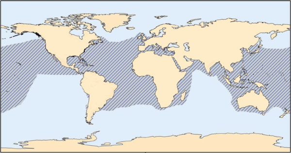 A map of the range of a loggerhead sea turtle covering the Atlantic, Pacific, and Indian oceans, and the Mediterranean sea.