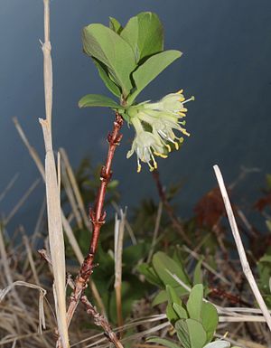 Blue honeysuckle (Lonicera caerulea var. Edulis) in Japan