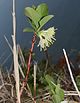 Lonicera caerulea subsp. edulis.JPG