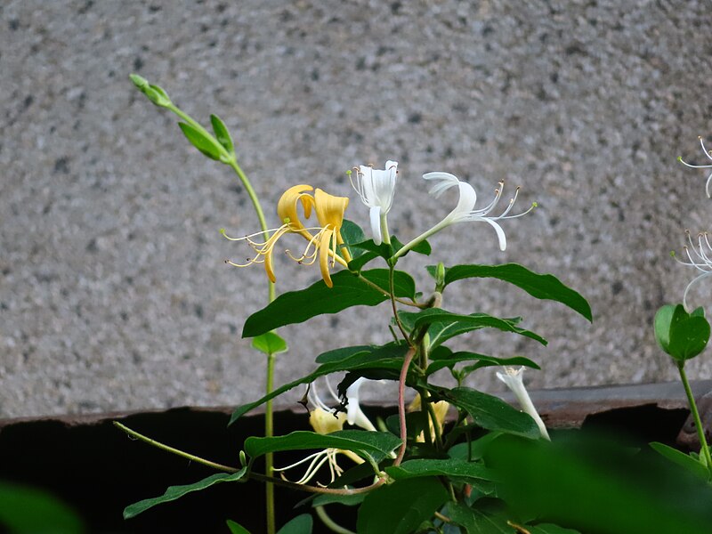 File:Lonicera japonica--IMG 20190518 073215.jpg