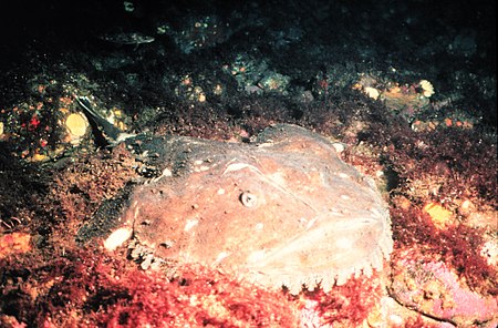 Lophius_americanus