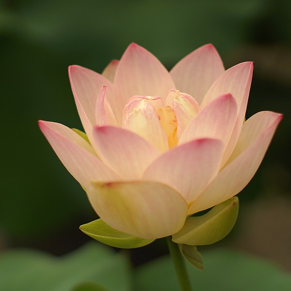 File:Lotus 0023.jpg