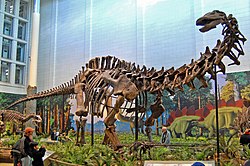 恐竜の一種のアパトサウルスの化石。