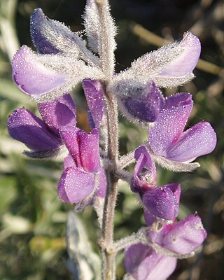 <i>Lupinus chamissonis</i> Species of legume