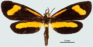 <i>Lyces minuta</i> Species of moth