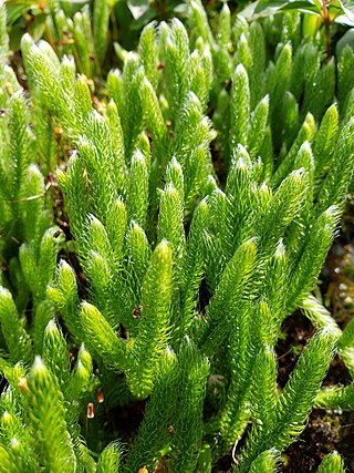 <i>Lycopodium lagopus</i> Species of spore-bearing plant