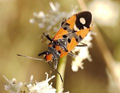 Description de l'image Lygaeus simulans (Kazakhstan).jpg.