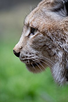 Lince-euroasiático, europeu, boreal ou comum (Lynx lynx) no jardim zoológico de Madri, Espanha. (definição 2 432 × 3 648)