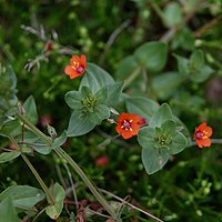 Scarlet pimpernel