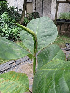 <i>Magnolia yarumalense</i> Species of flowering plant