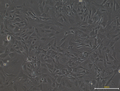 小鼠胚胎成纖維細胞（MEF）