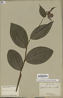 Example of a specimen collected by Pearson. Museum national d'Histoire naturelle, Paris (France) Collection: Vascular plants (P) Specimen P00328454 MNHN-P-P00328454.jpg