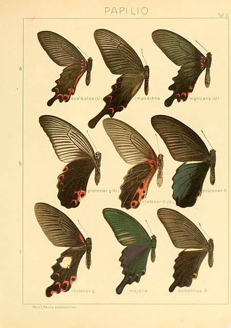 Atrophaneura impediens