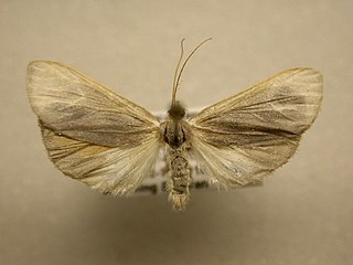 <i>Macroptila</i> Genus of moths
