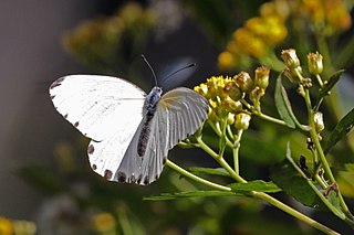 <i>Mylothris phileris</i> Species of butterfly