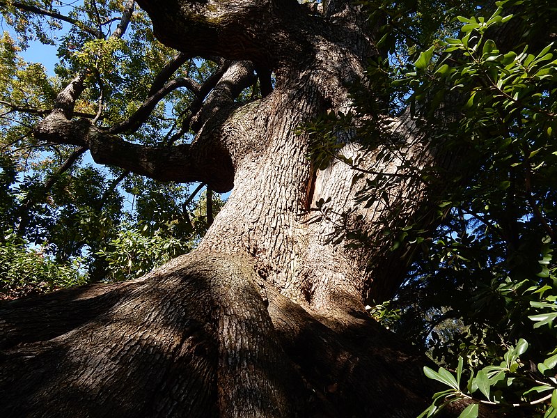 File:Maestoso e monumentale albero di Canfora nel giardino del Parco.jpg