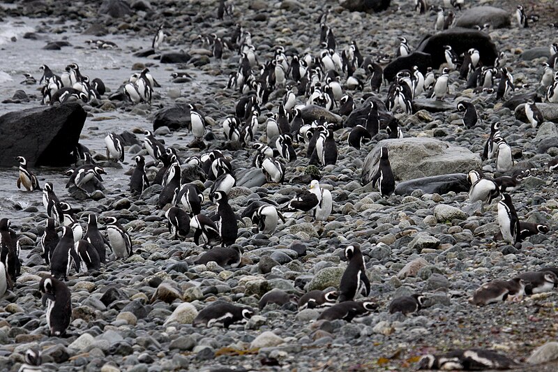 File:Magellanic Penguins (4312435417).jpg