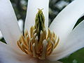 កេសរ​របស់​​ ម៉ាក់ណូលា​ផ្កាយ (Magnolia stellata)