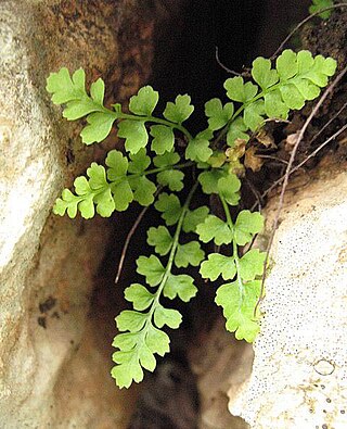 <i>Asplenium majoricum</i> Species of fern in the family Aspleniaceae