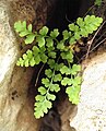 Asplenium majoricum Montañas de Sóller, Isla de Mallorca, España.