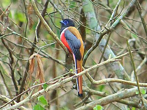 Malabar trogan (Harpactes fasciatus)